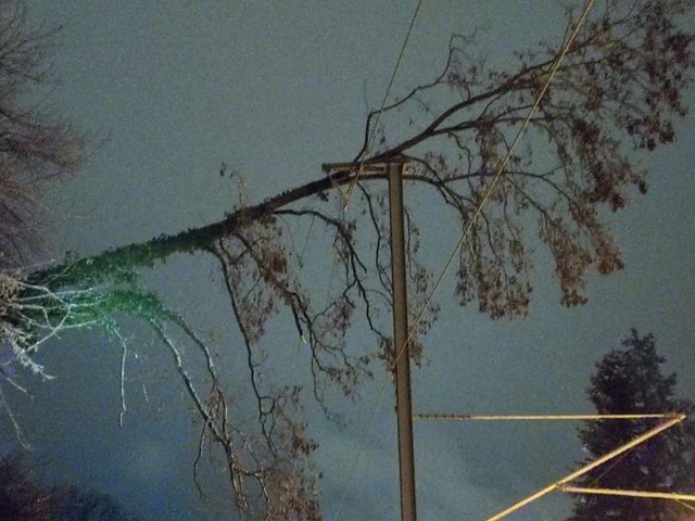 10.01.2026 Baum auf Oberleitung Bahnhof Kollnau 2